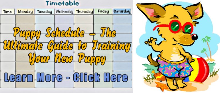 All You Need To Know About Puppy Training Schedules – How To Train Your ...